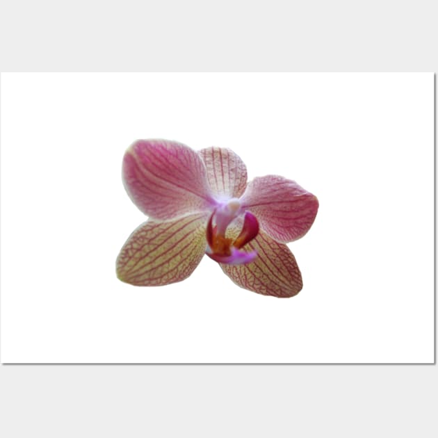 Rose Orchid Wall Art by k-creatif